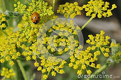 Ladybird on Wild Parsnip Stock Photo