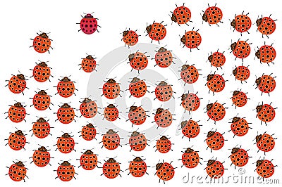 Ladybirds Stock Photo