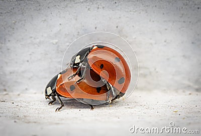 2 ladybirds copulate with each other in spring on a white background Stock Photo