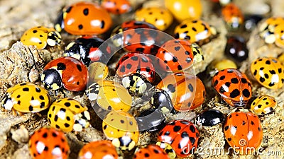 Ladybirds on green leaf Stock Photo