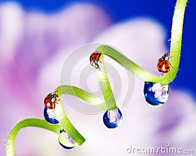 ladybirds between water drops Stock Photo