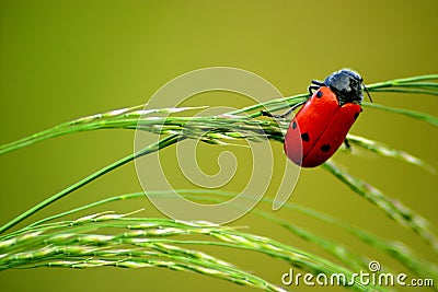 Ladybug Stock Photo