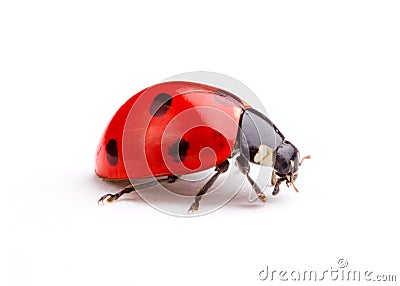 Ladybug Stock Photo