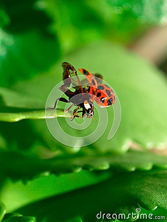 Ladybug Stock Photo