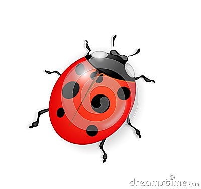 Ladybug Vector Illustration