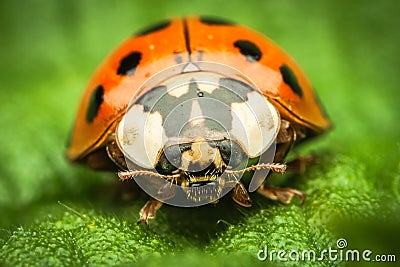 Extreme magnification of a Ladybug standing on a green leaf Stock Photo