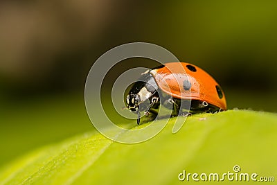 Ladybug Stock Photo