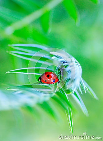 Ladybug and aphid under the leaf of the plant Stock Photo