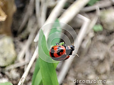 Quest for Pests: The Ambitious Ladybug Explorer Stock Photo