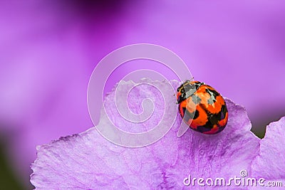 Ladybug beetle on purple flower Stock Photo