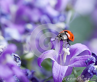 Ladybug and Bellflowers Stock Photo