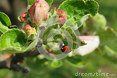 Ladybug on blooming apple tree in the garden Stock Photo