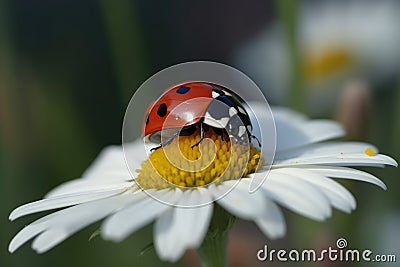 ladybug on camomile flower, ladybug on camomile, A cute red ladybug on a white chamomile flower with vibrant green leaves, AI Stock Photo