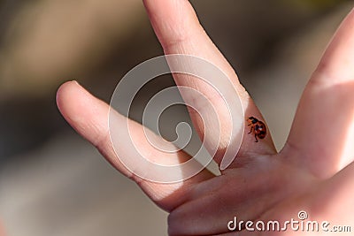 Ladybug on child`s hand Stock Photo