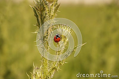 Ladybug climbing a thorn Stock Photo