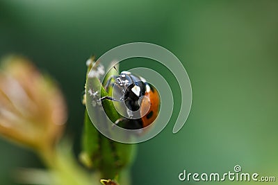 Ladybug climbing up a plant Stock Photo