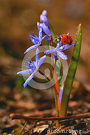 Ladybug on Common Violets Viola Odorata in Spring Rain Stock Photo