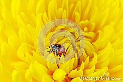 Ladybug crawl over yellow chrysanthemum Stock Photo