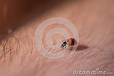 Ladybug crawling between hair on a person`s arm Stock Photo