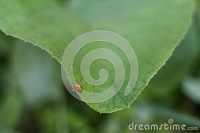 Ladybug crawls on green leaf Stock Photo