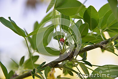 a ladybug crawls on a twig Stock Photo