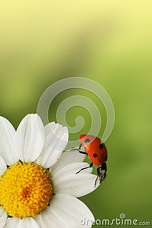 Ladybug on daisy flower Stock Photo