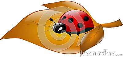 Ladybug on dry leaf Stock Photo