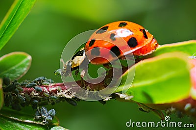 Ladybug eating aphids Stock Photo