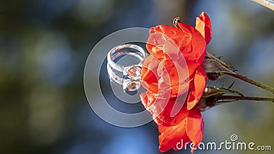 Ladybug exploring a red rose and a solitaire diamond ring, placed on a mirror, in the middle of nature Stock Photo
