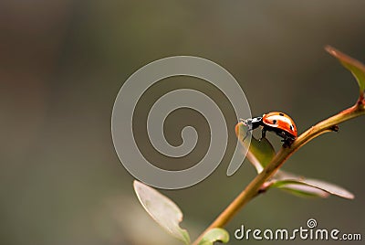 Ladybug on Fall Barberry Bush Stock Photo