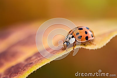 Ladybug on Fall leaf Stock Photo