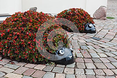 Ladybug flower bed on tha Streets of Kaunas old town Editorial Stock Photo