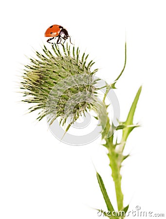 Ladybug, flower burdock isolated on white background Stock Photo