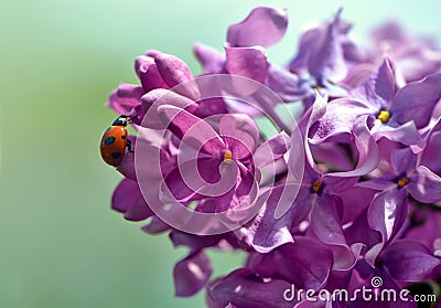 Ladybug on a flower. Stock Photo