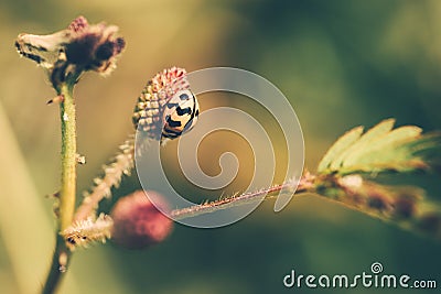 Ladybug on the flower Stock Photo