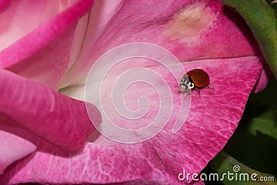 Ladybug Flower Petal Stock Photo