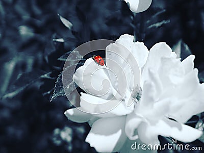 ladybug flower photo Stock Photo