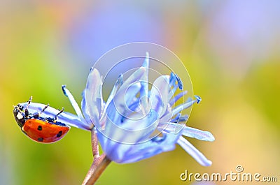 Ladybug on flower Stock Photo