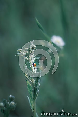 Ladybug on a flower stalk, on a white flower background. Macro mode. Stock Photo