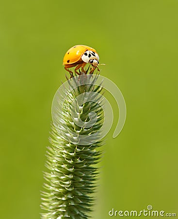 Ladybug on foxtail Stock Photo