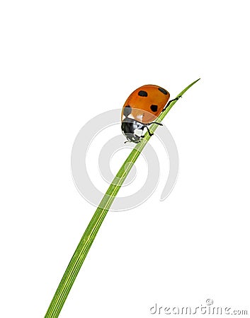 Ladybug on grass Stock Photo