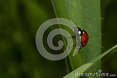 Ladybug grass insect closeup field macro detail Stock Photo