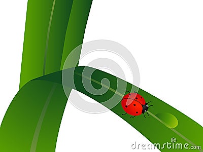 Ladybug on a green leaf with a drop of water. Vector Illustration