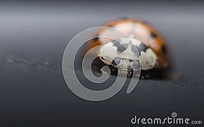 Ladybug on grey background Stock Photo