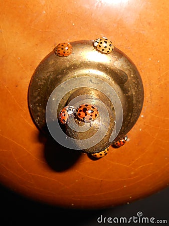 Ladybug Stock Photo