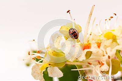 Ladybug on Horse-chestnut Aesculus hippocastanum, Conker tree. flowers and leaf on white background Stock Photo