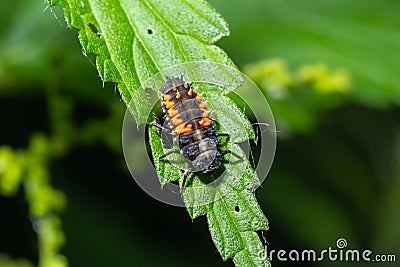 Ladybug insect larva or pupa Coccinellidae closeup. Pupal stage feeding on green vegetation closeup Stock Photo