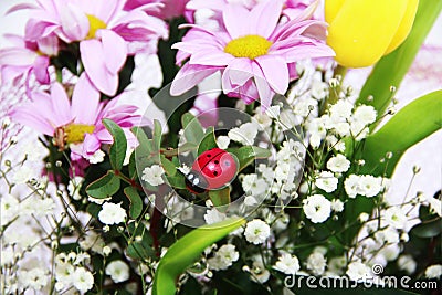 Ladybug insect, pink chrysanthemum flowers and green leaves Stock Photo