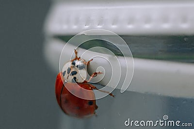 ladybug Insect Red Aquamarine Closeup Macro Stock Photo