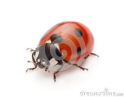 Ladybug Stock Photo